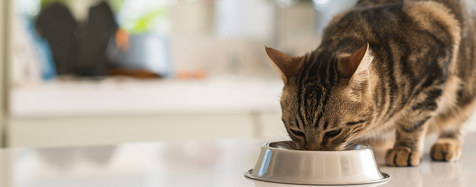 Beautiful feline cat eating on a metal bowl.