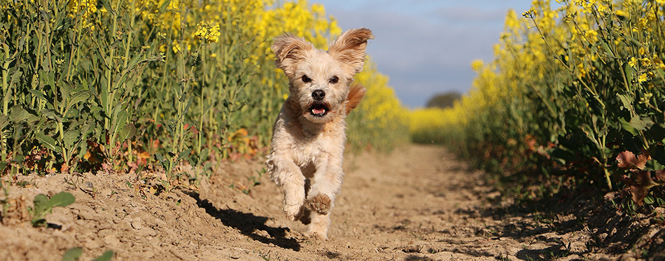 Beautiful small havanese dog have fun and running