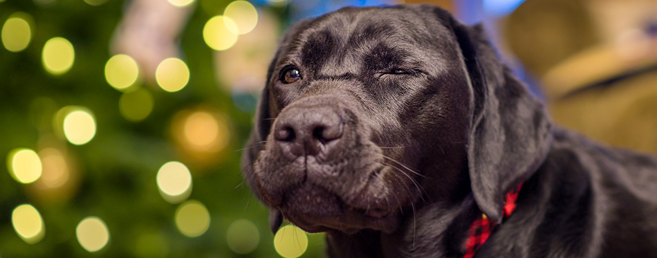 Beautiful young black female labrador retriever 