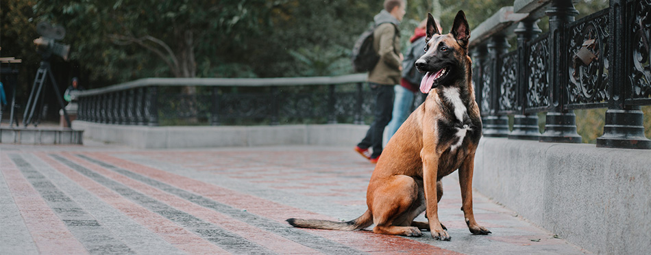 Belgian Malinois