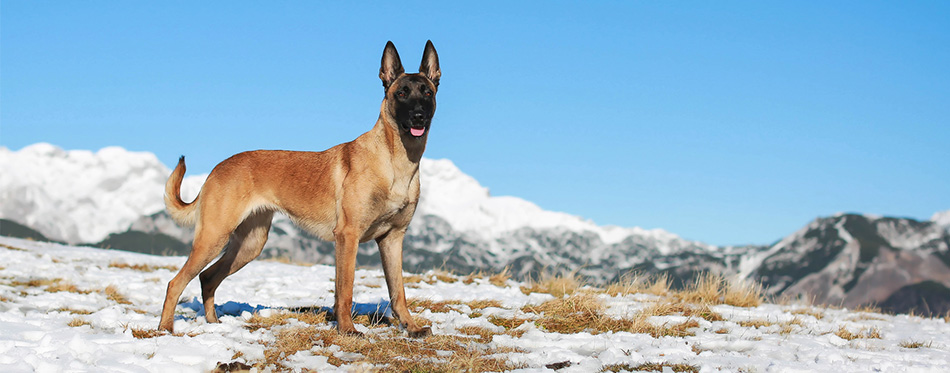 Belgian Malinois dog