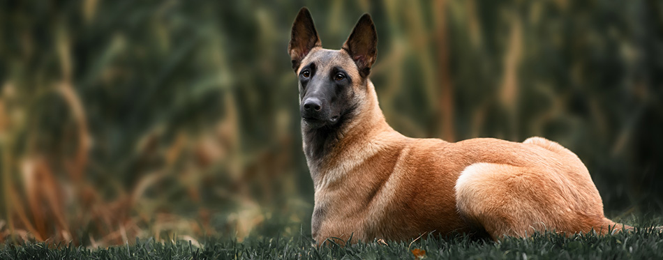 Belgian Malinois lying on the grass