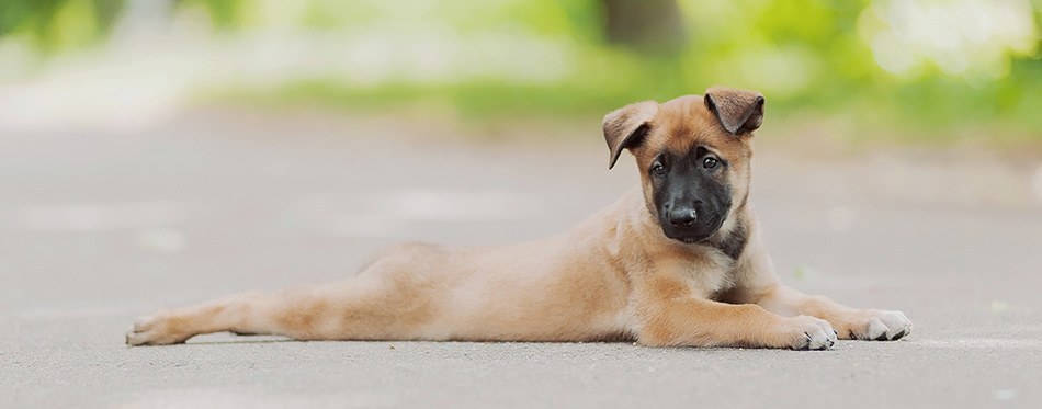 Belgian Malinois puppy