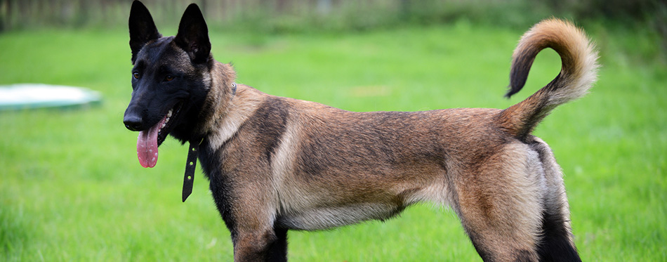 Belgian Malinois