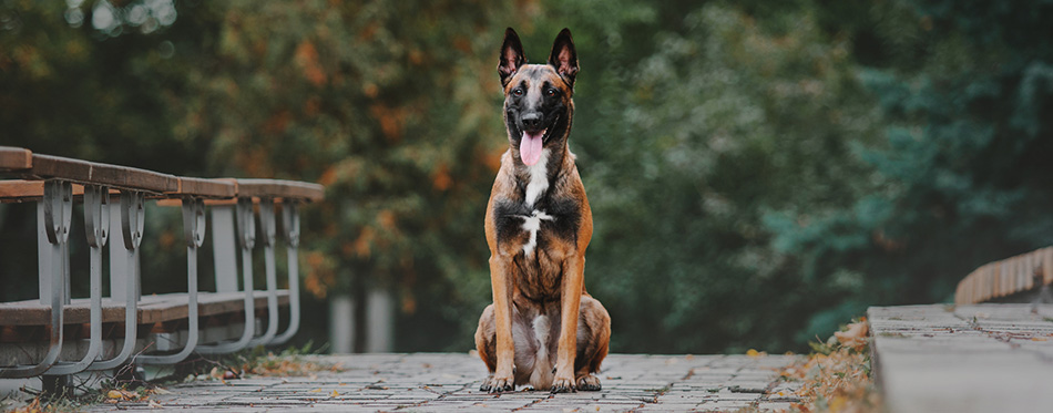 Belgian Shepherd dog (Malinois dog) at autumn park