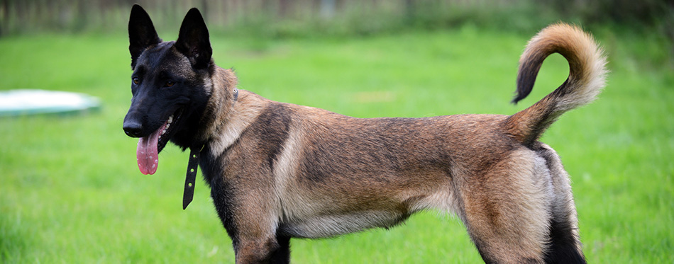 Belgian malinois