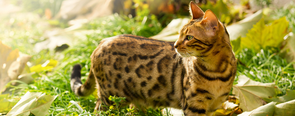 Bengal Cat playing in Garden