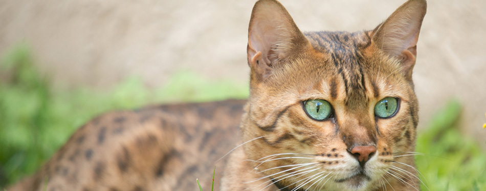Bengal cat with very green eyes