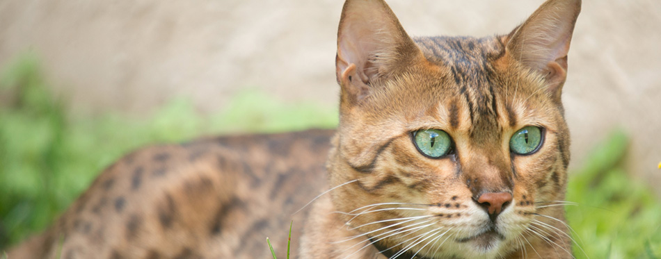 Bengal cat with very green eyes