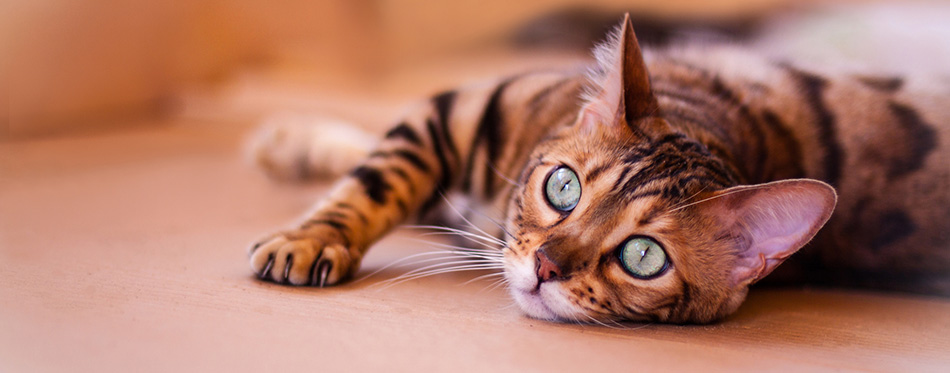 Bengal cat