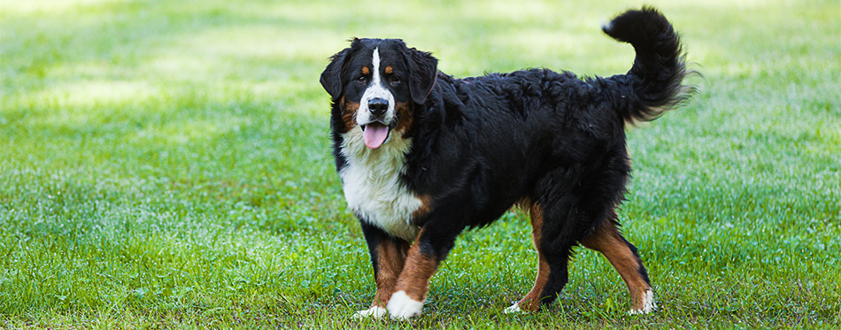 Bernese Mountain Dog