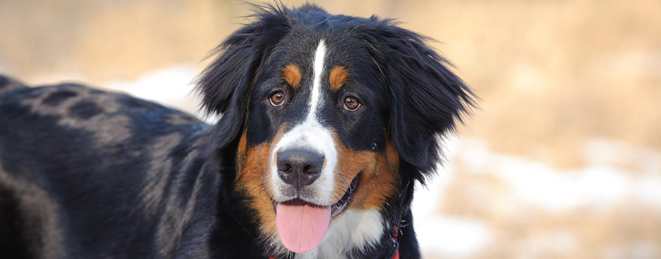 Bernese Mountain Dog winter portrait 