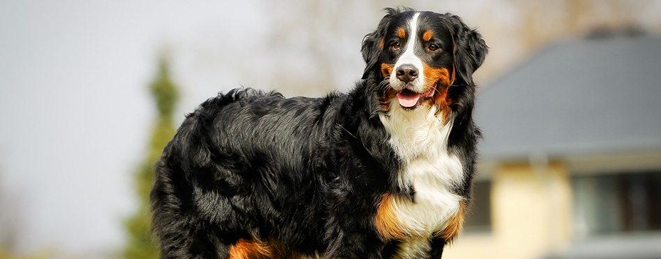 Bernese mountain dog