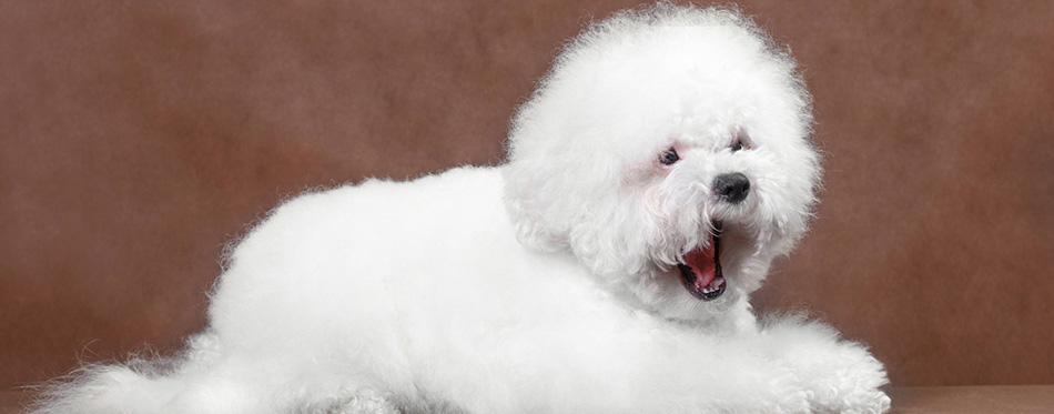Bichon Frize dog lies and yawns on a brown background