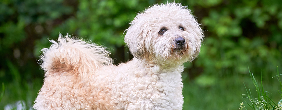 Bichon frise, beautiful white dog