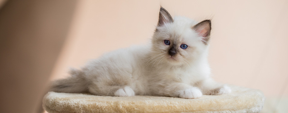 Birman