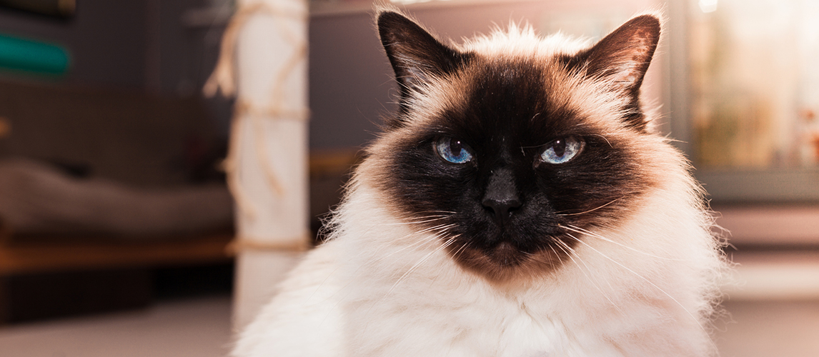facts about birman cats