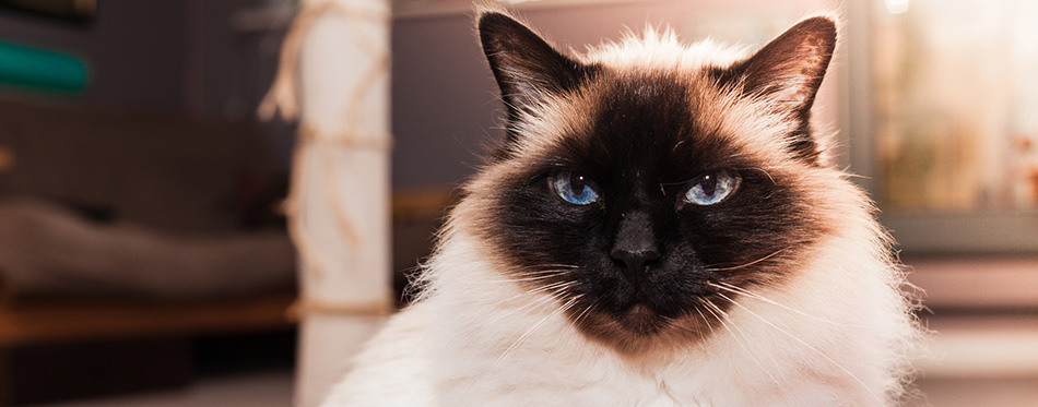 Birman cat at home on sunny day