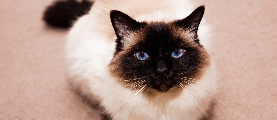 Birman cat on the carpet at home