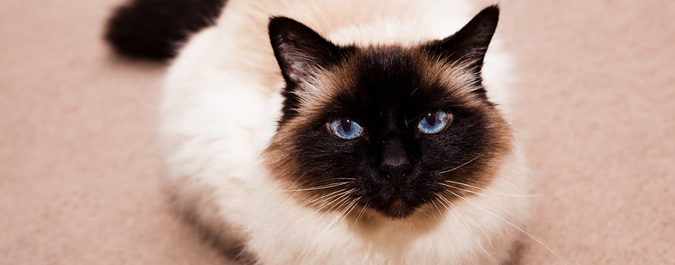 Birman cat on the carpet at home