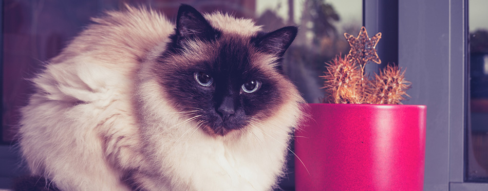 Birman cat sitting on window-sill with cactus