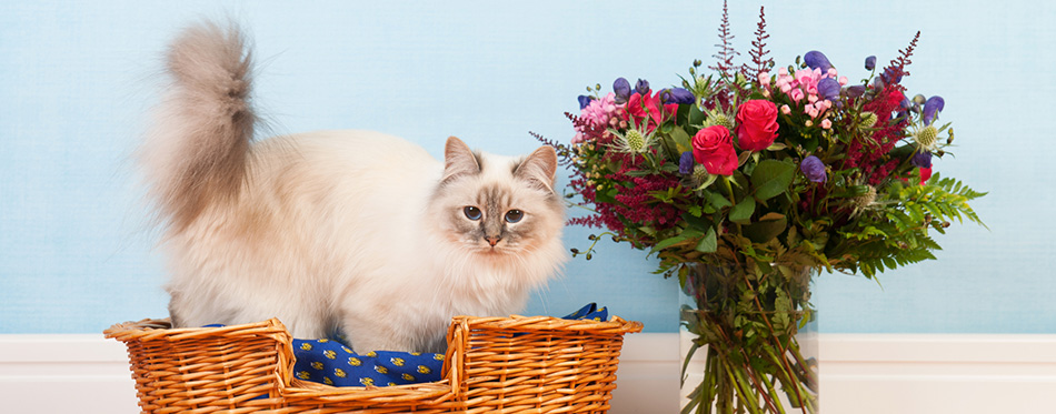 Birman