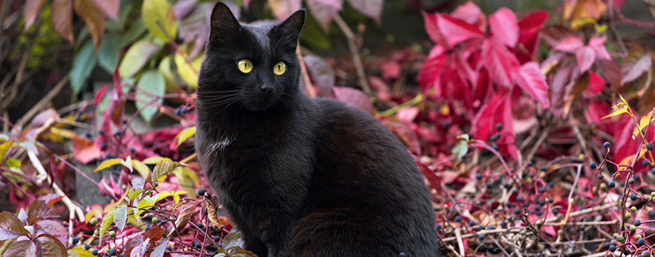 Black Bombay cat outdoor in autumn