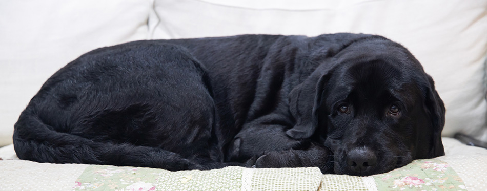 Black Labrador Dog laying on a sofa