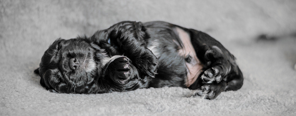 Black puppy sleeping