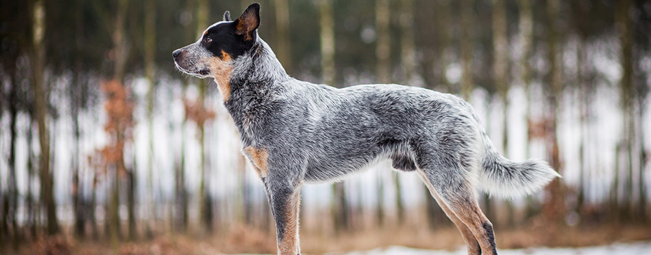 Blue australian cattle dog portrait