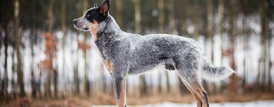 Blue australian cattle dog portrait