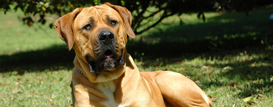 Boerboel 