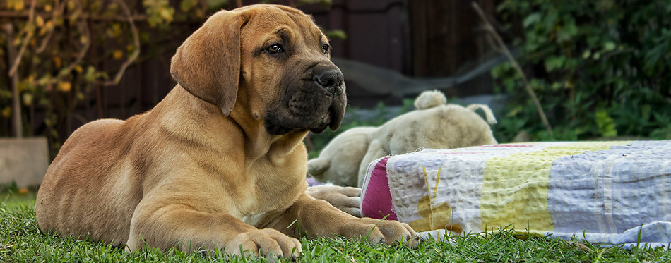 Boerboel