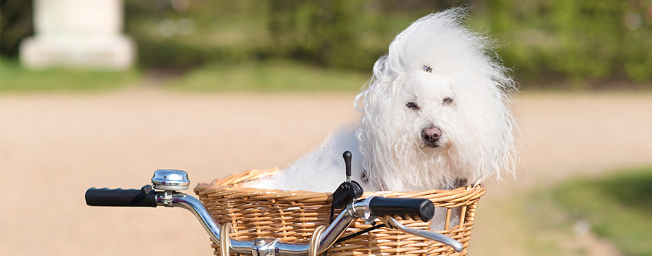 Bolognese dog in a basket