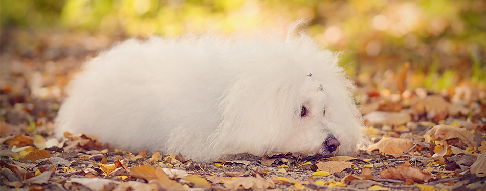 Bolognese dog lying on the leaves