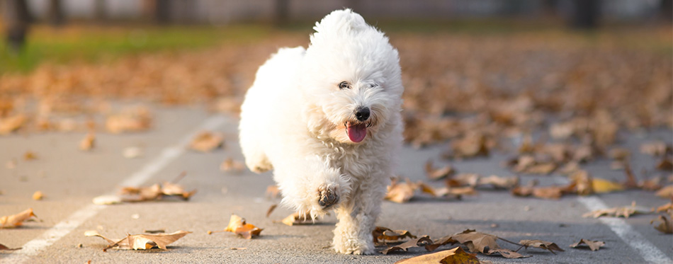 Bolognese dog running