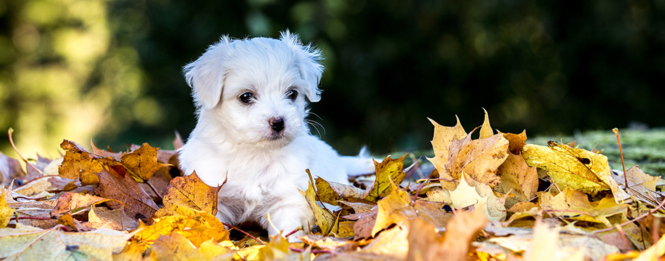 Bolognese puppy