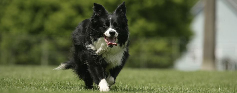 Border Collie