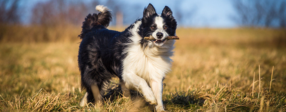 Border collie