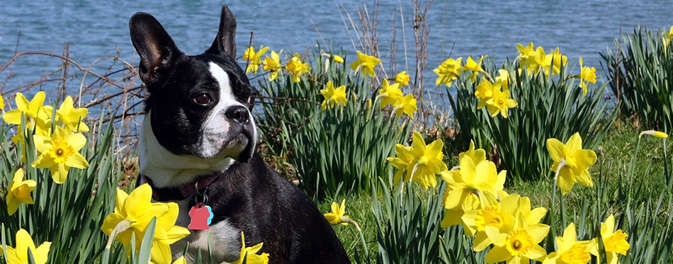 Boston Terrier sits in a field of daffodils