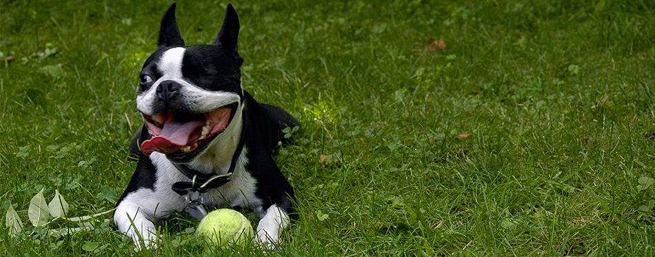 Boston Terrier