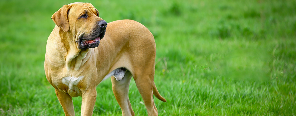 Brazilian Mastiff or Fila Brasileiro dog