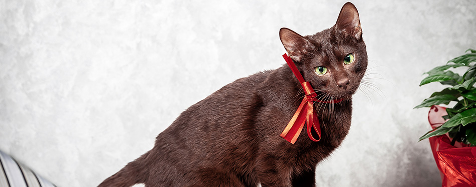 Brown Havana siamese cat