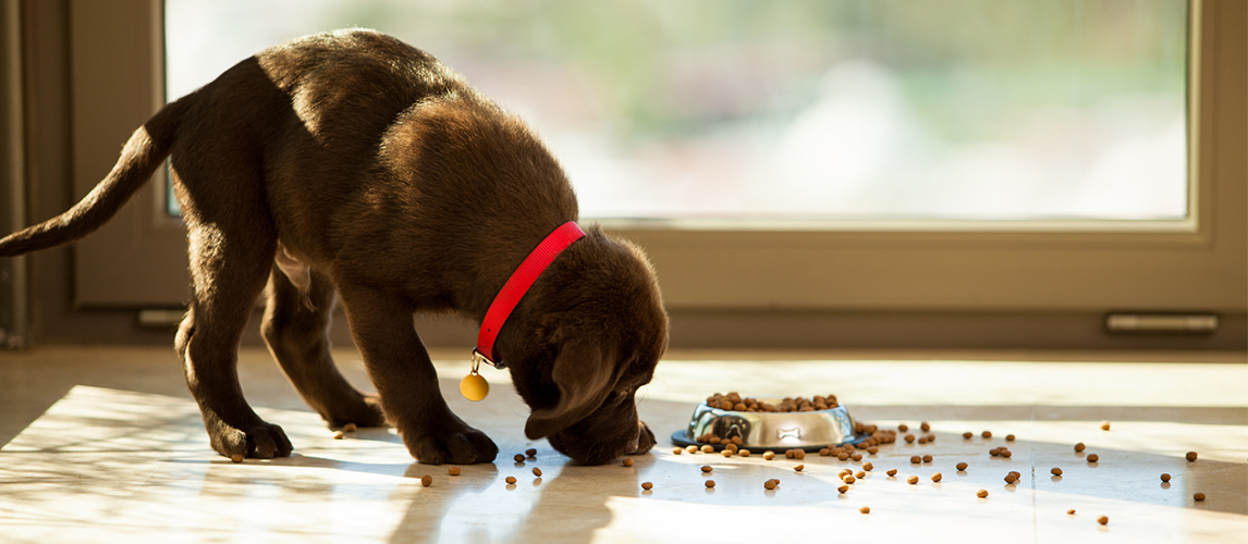 Brown dog eating food