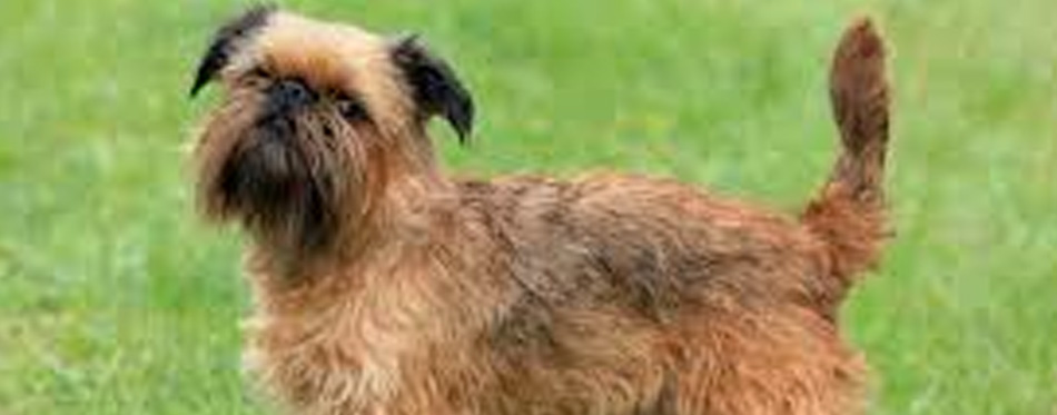 Brussels Griffon