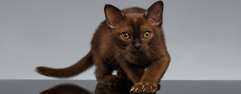 Burmese Cat