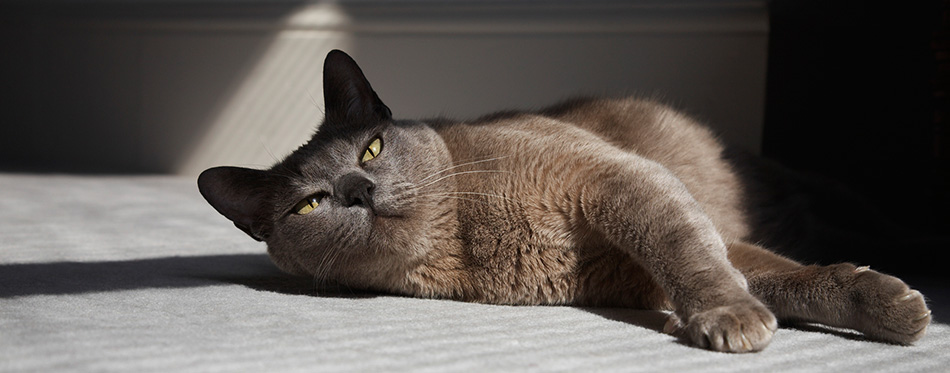 Burmese Cat 