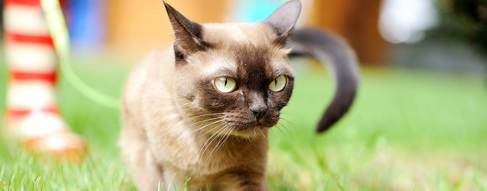 Burmese cat walking on green grass