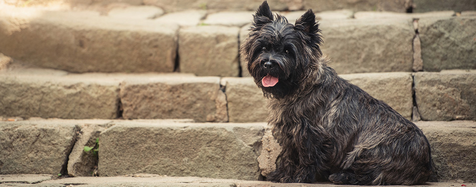 Cairn Terrier sitting at old staircase in Szentendre