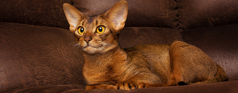 Calm purebred abyssinian cat lying on brown couch